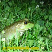 /home//u458753944/public_html/sourcegallery//Frogs/More bullfrogs/P6080153.JPG